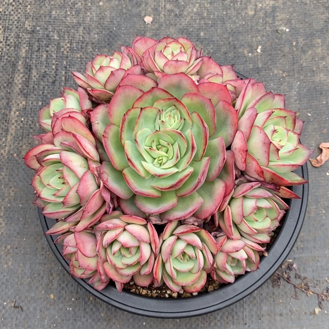 唐***肉牡丹亭自然群，12345679989