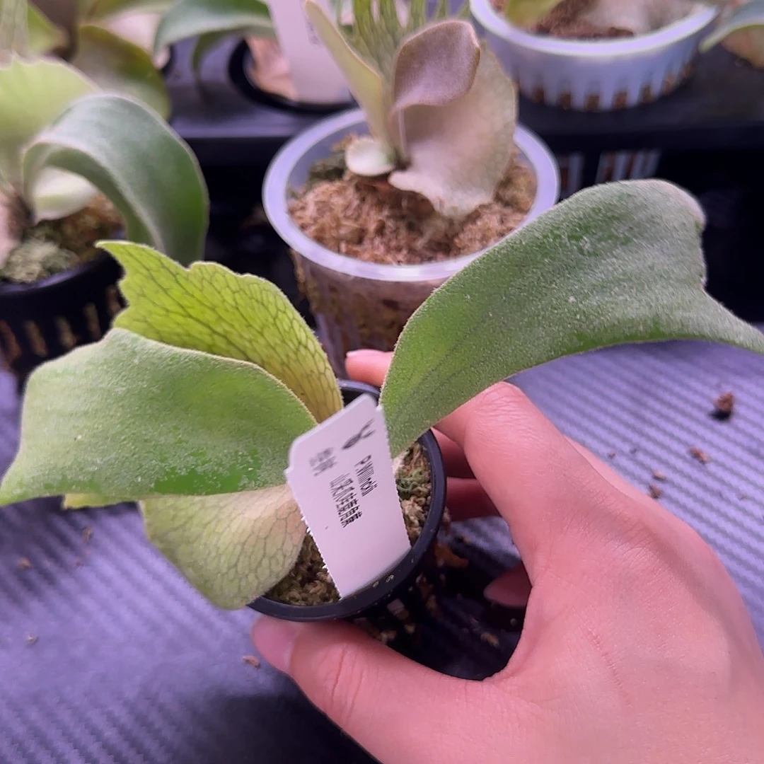 山采爪哇鹿角蕨孢子苗