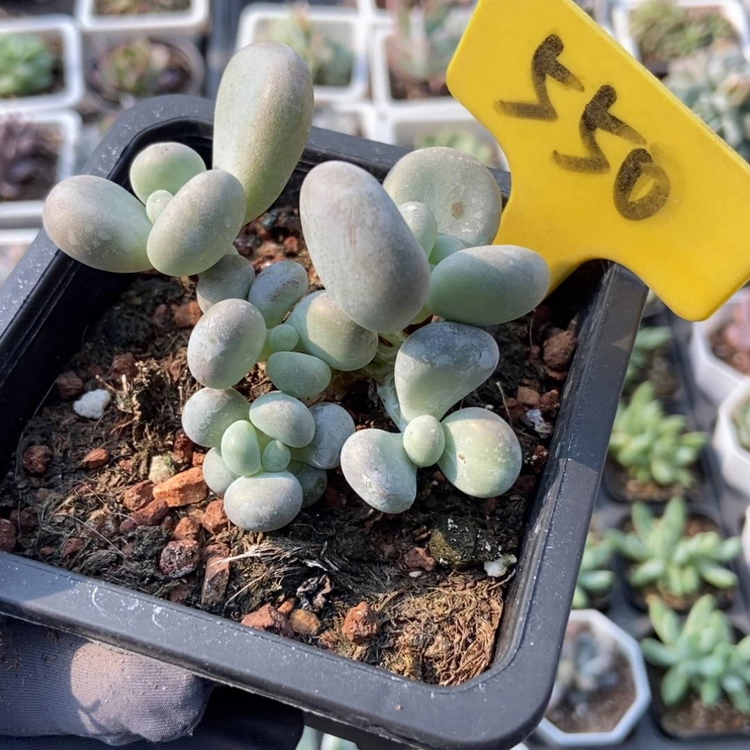 550大叶奶多肉植物保护