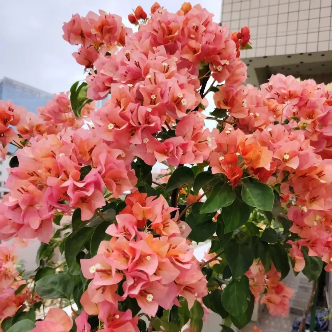 【原生日落】三角梅喜光易养护室内外庭院花卉观赏植物原盆土根系好