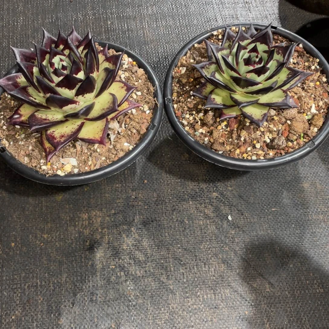 m**k多肉植物，山人园艺