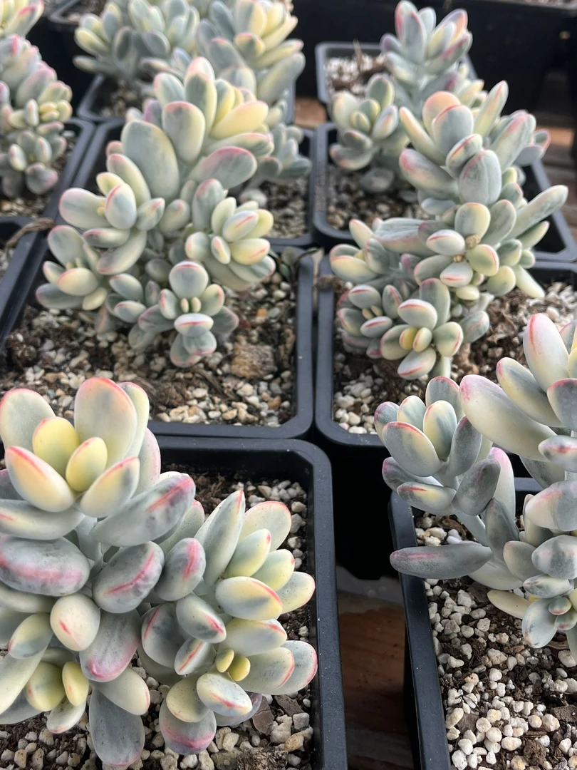 没经过主播通知私自下单只发叶片内蒙八八直播间下单链接