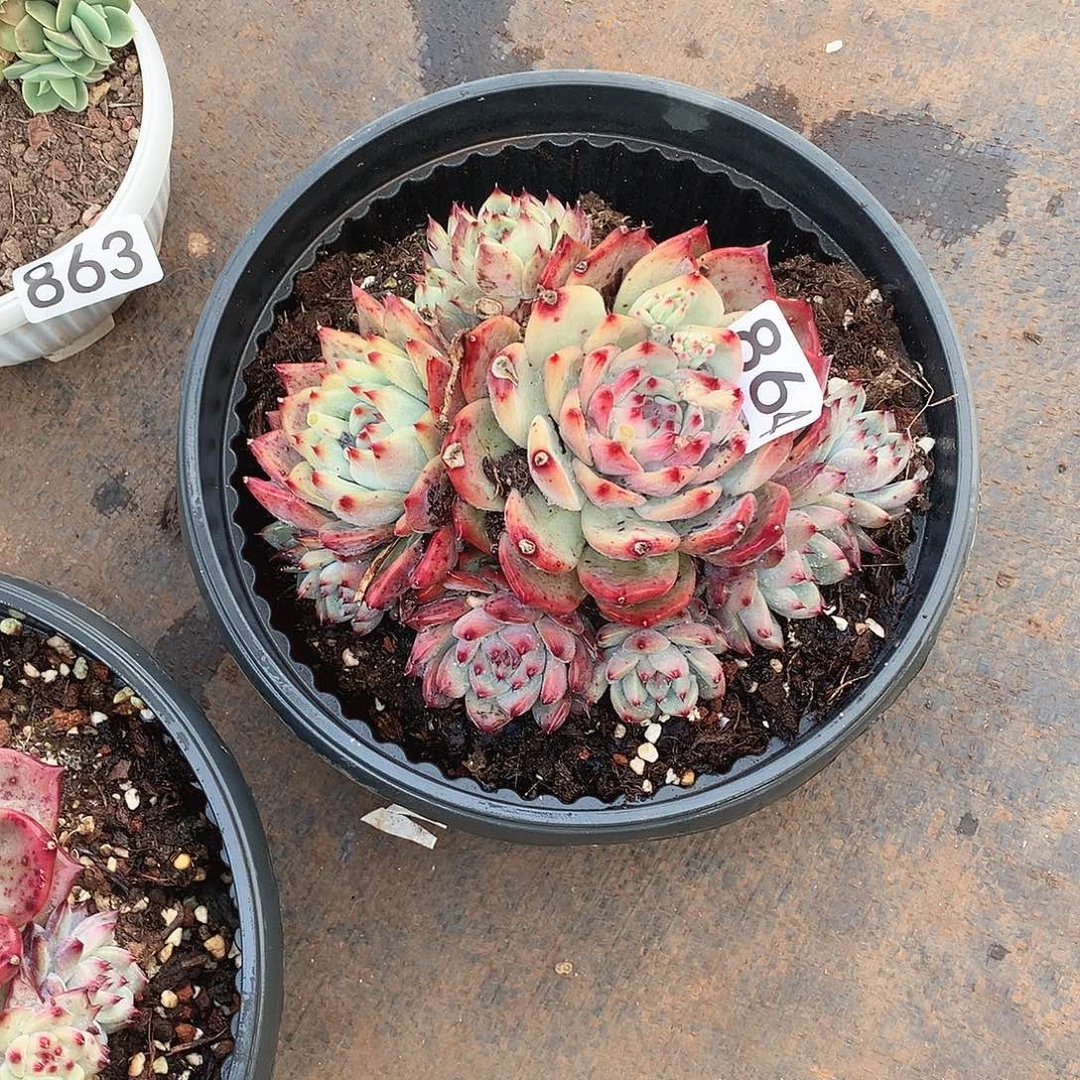 864卡罗拉 一物一拍多肉