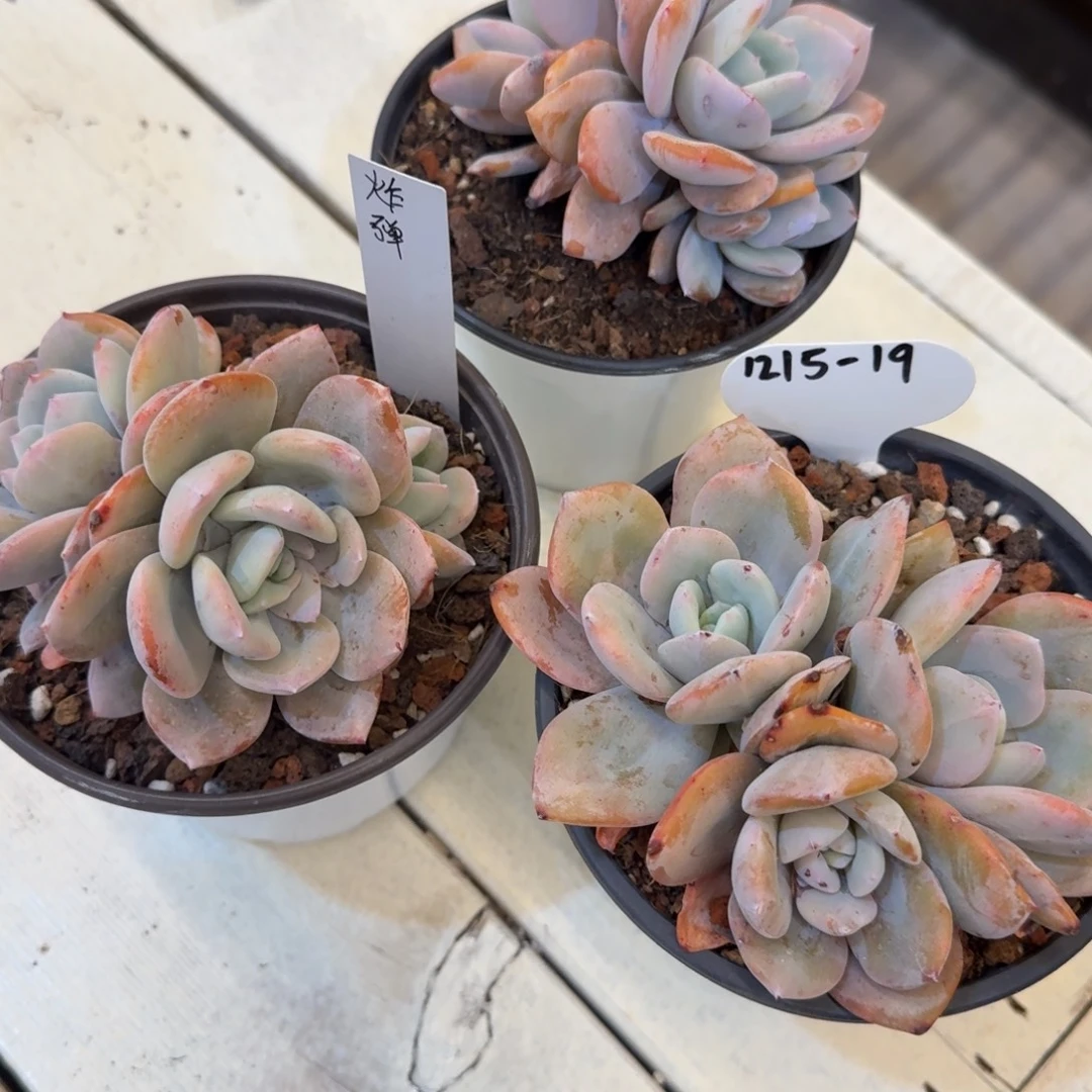 定***蛋1215-19奶茶三头三颗