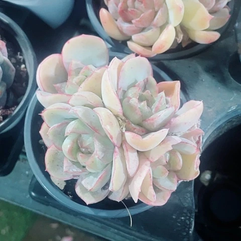 胖虎15.8一盆558588558855