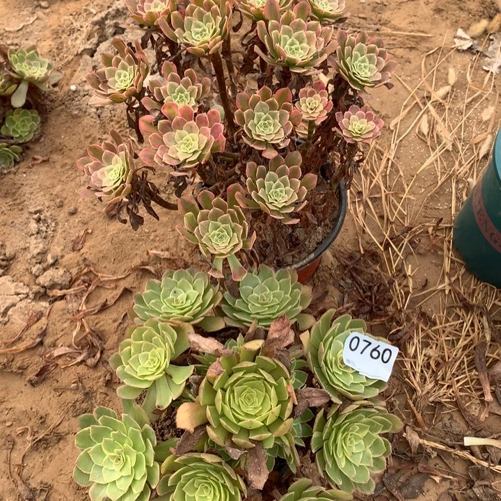 李*0760铜玫瑰锦➕莲花座2