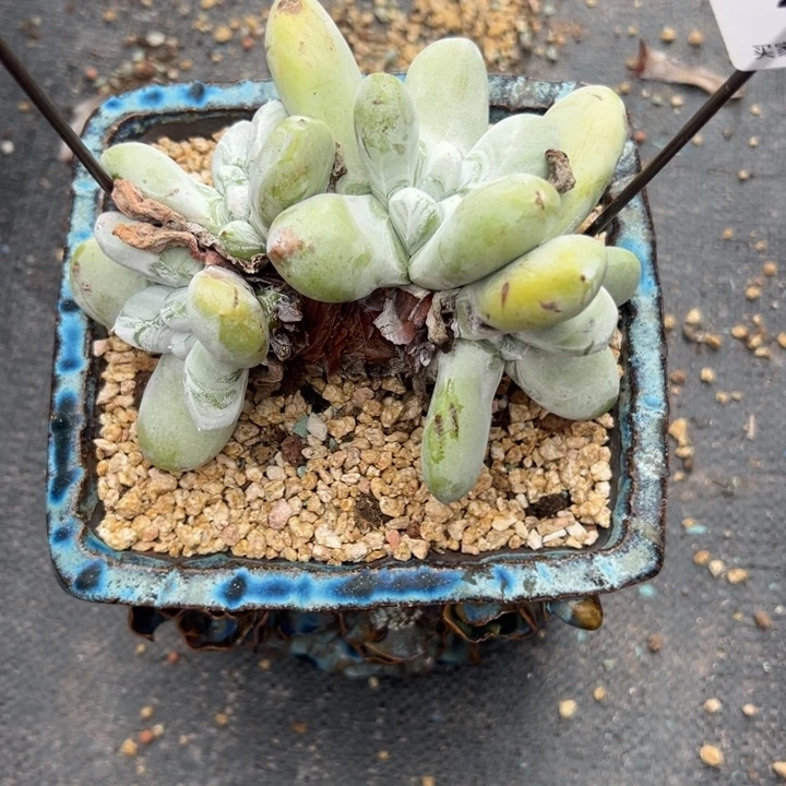 青***染谢谢姐姐～一物一拍2398
