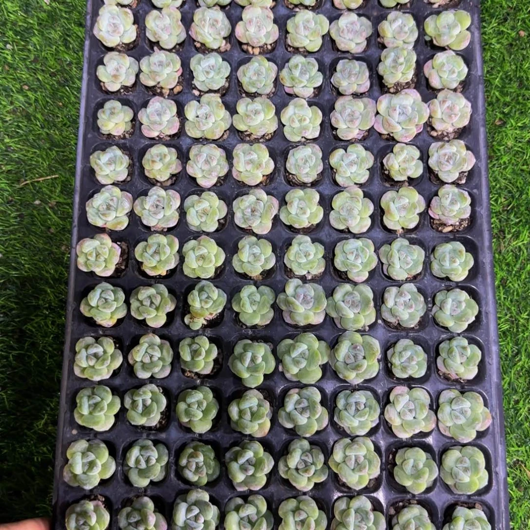 9颗一组圆脸优选冰玉小单头
