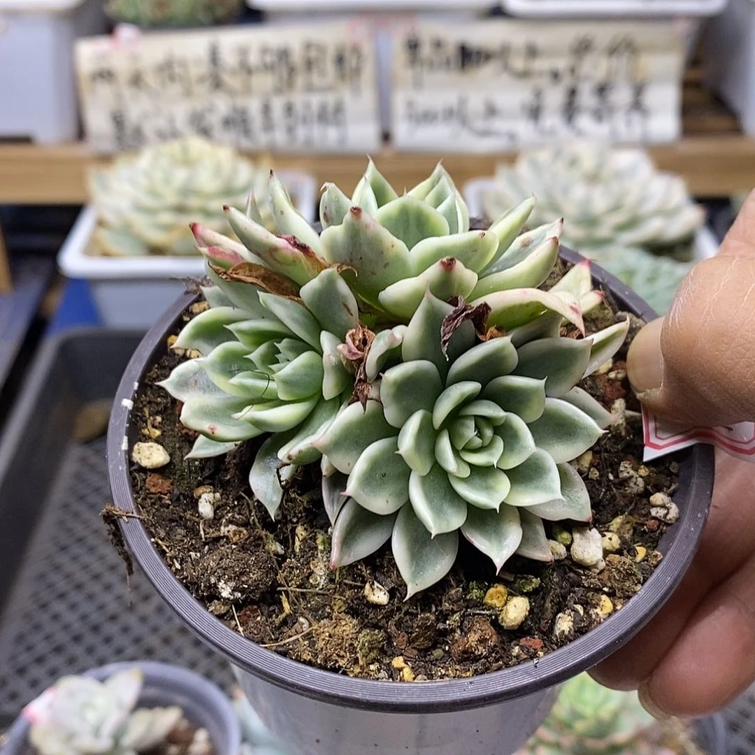 1672 蝴蝶飞舞锦 3 头