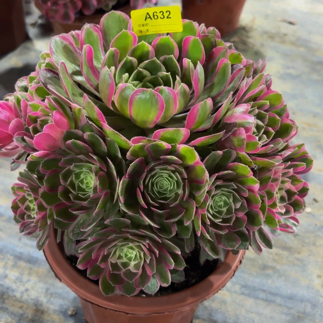 无花朵632孔雀翎法师多肉植物