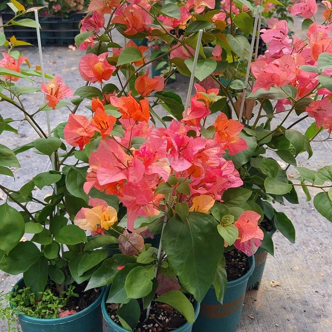 当前无花栽培后可以开花阿达纳一棵