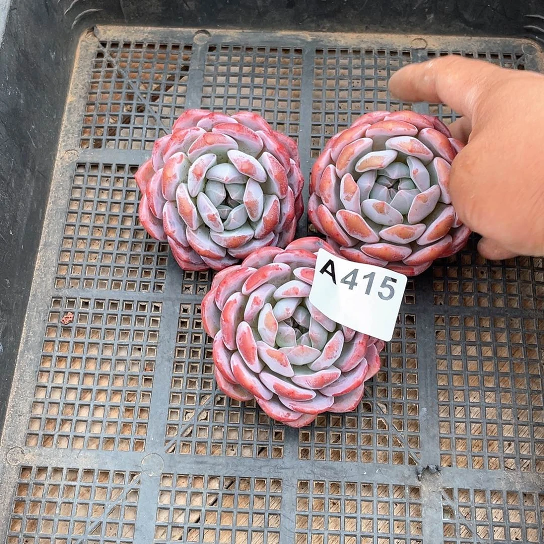 415多肉植物多肉植物