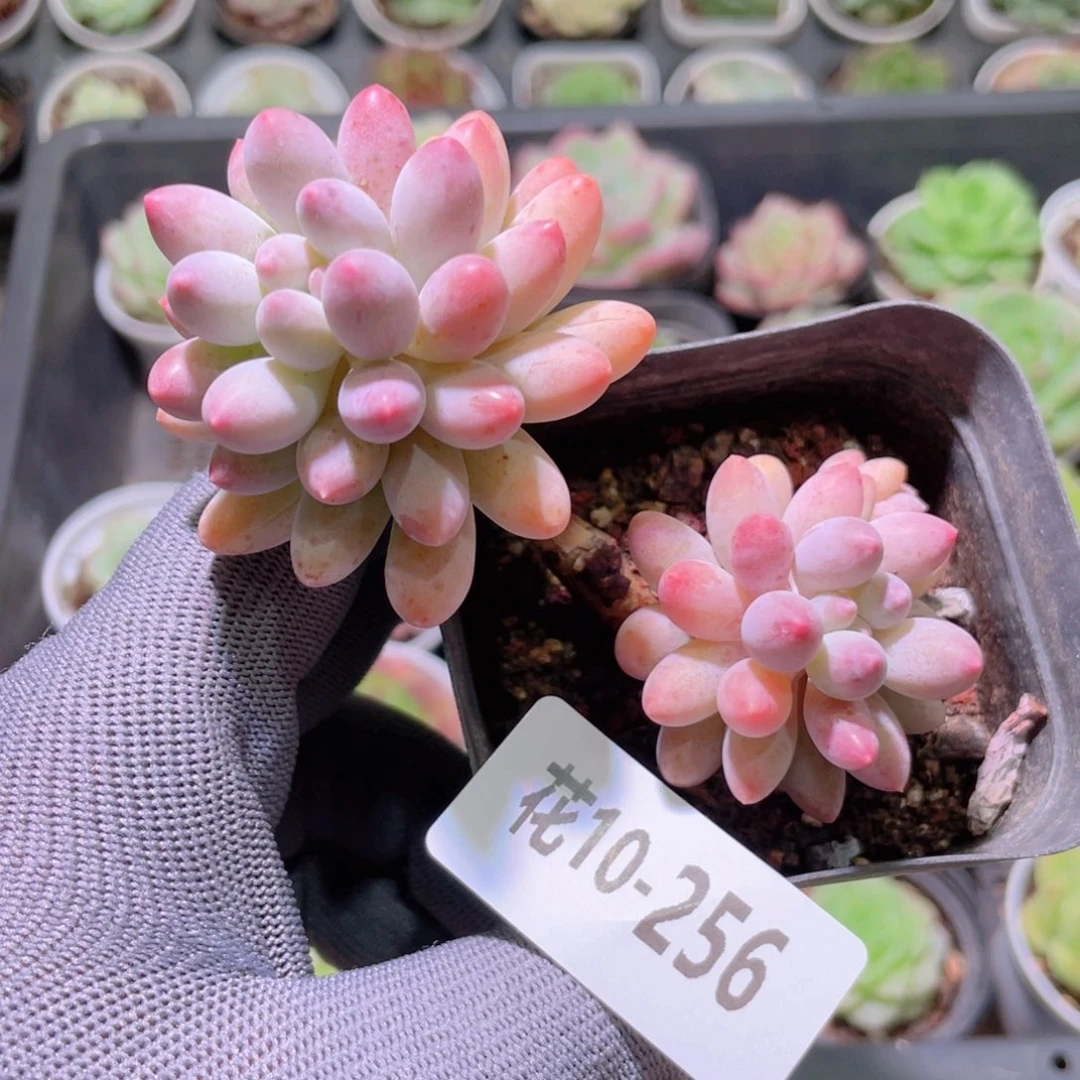 花利美10-256婴儿手指