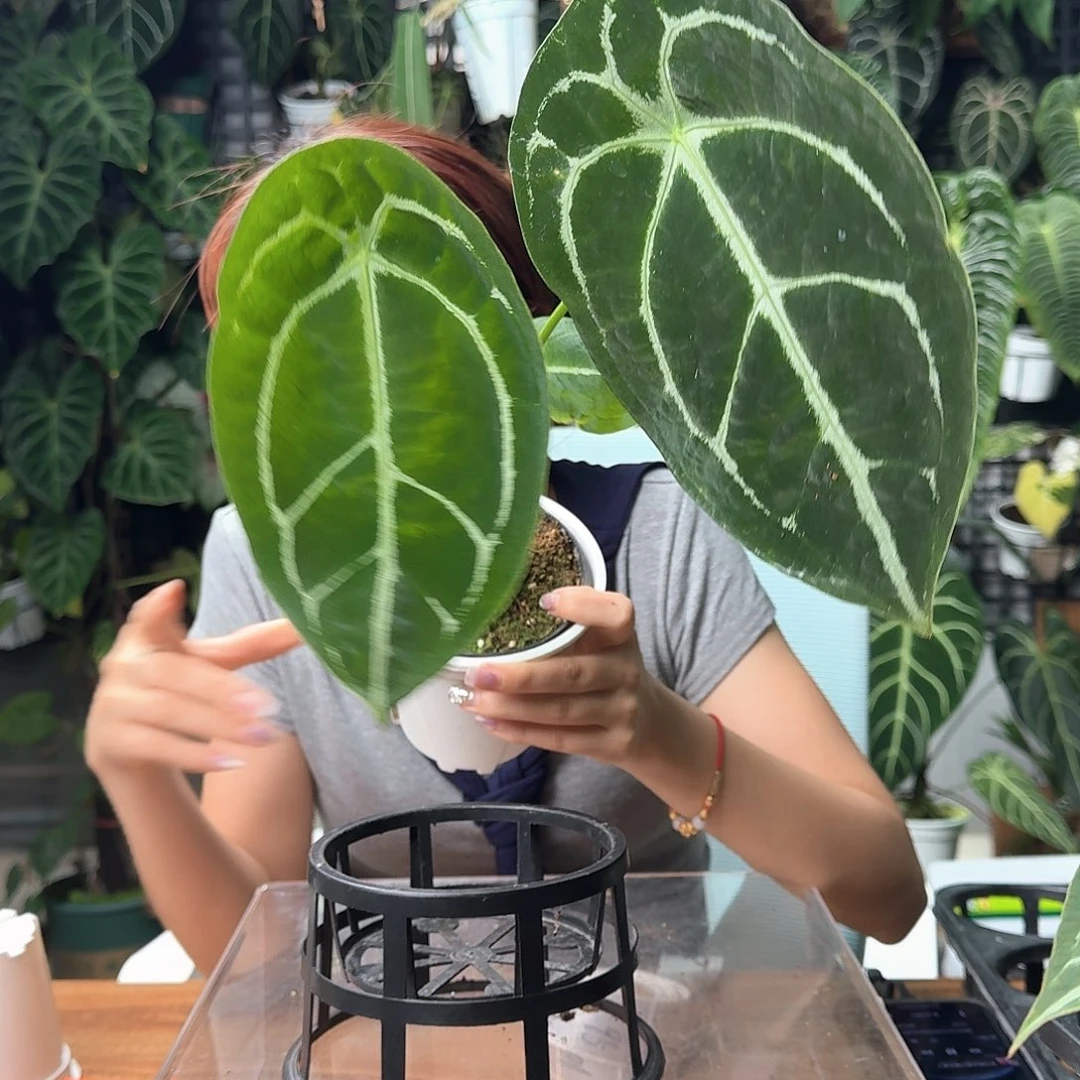 芒***乐完全开放一物一拍L89