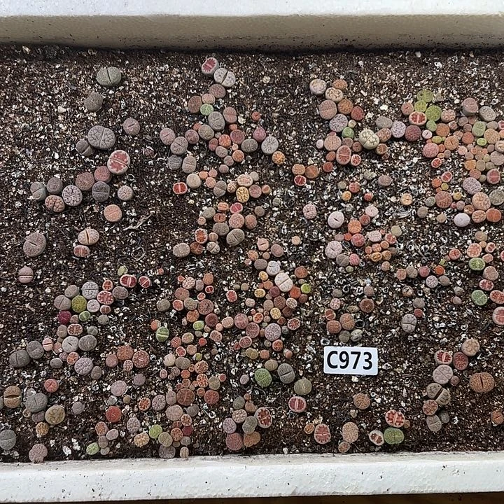 C973 生石花整箱脱土发货