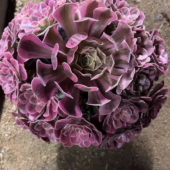 月***儿多肉植物美杜莎锦……