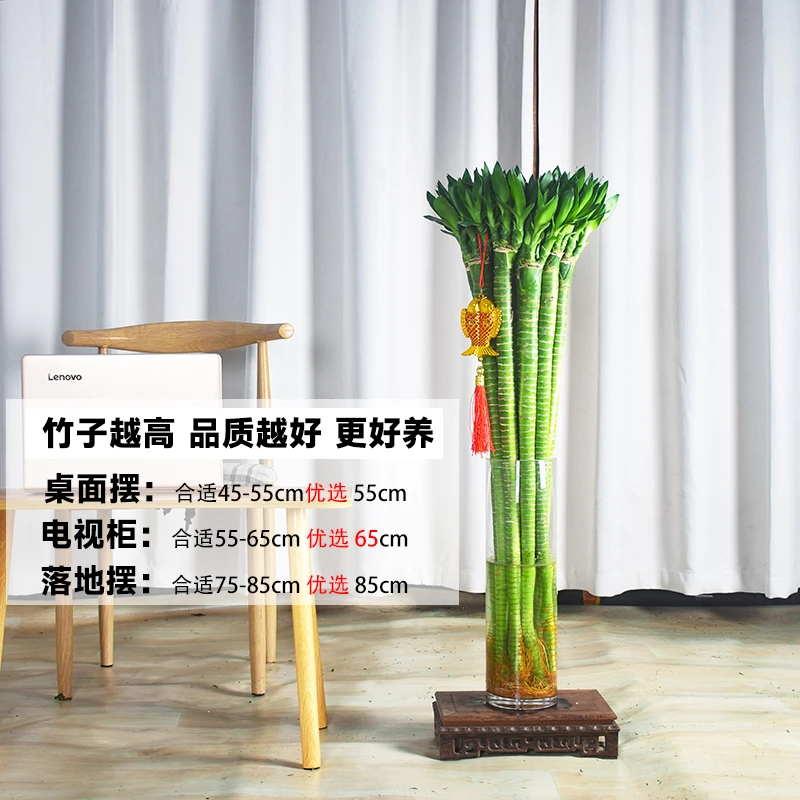 龙竹转运富贵竹水培植物节节高室内观音竹子盆栽客厅水养带根粗杆