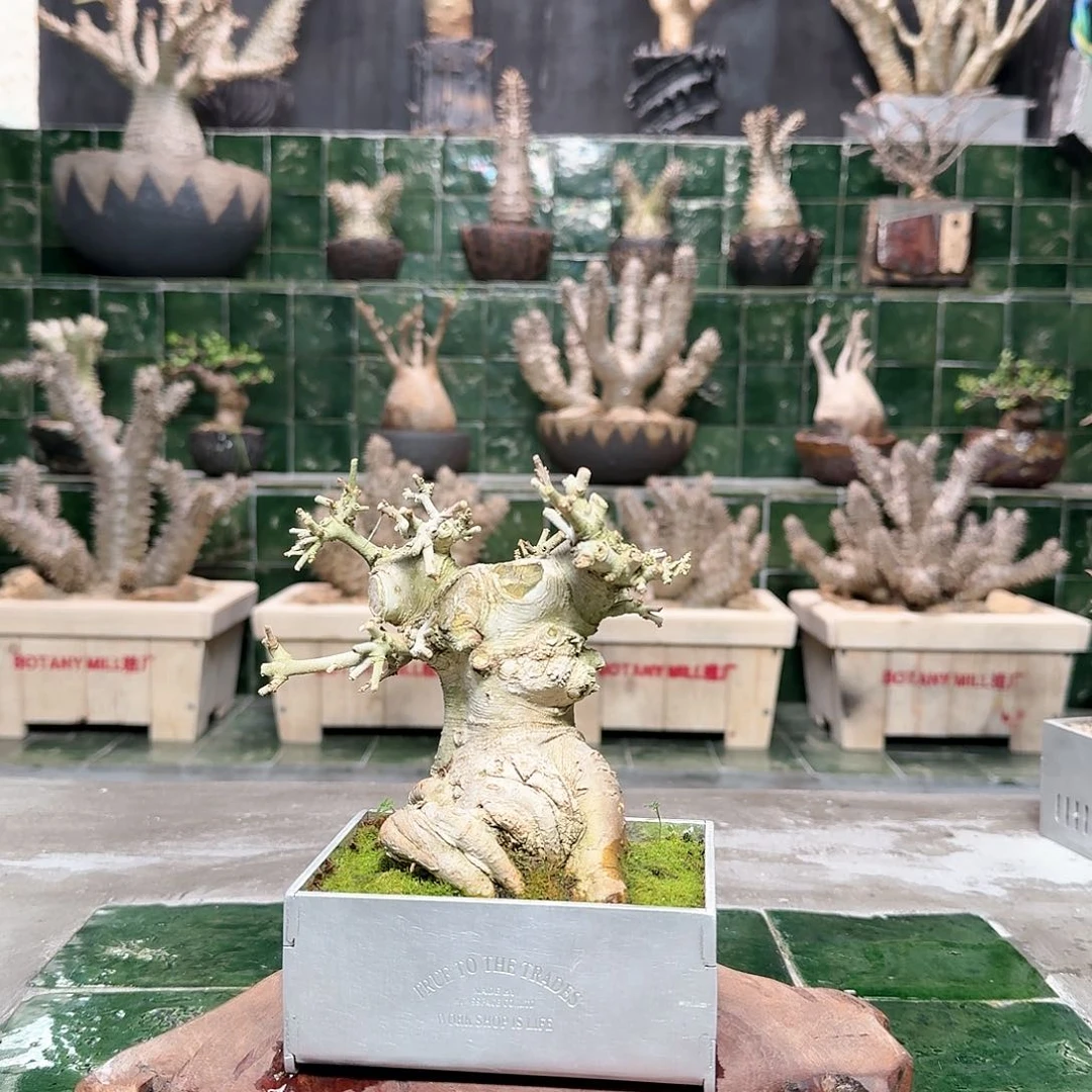 红陶矮霸造型白蜡 一物一拍01