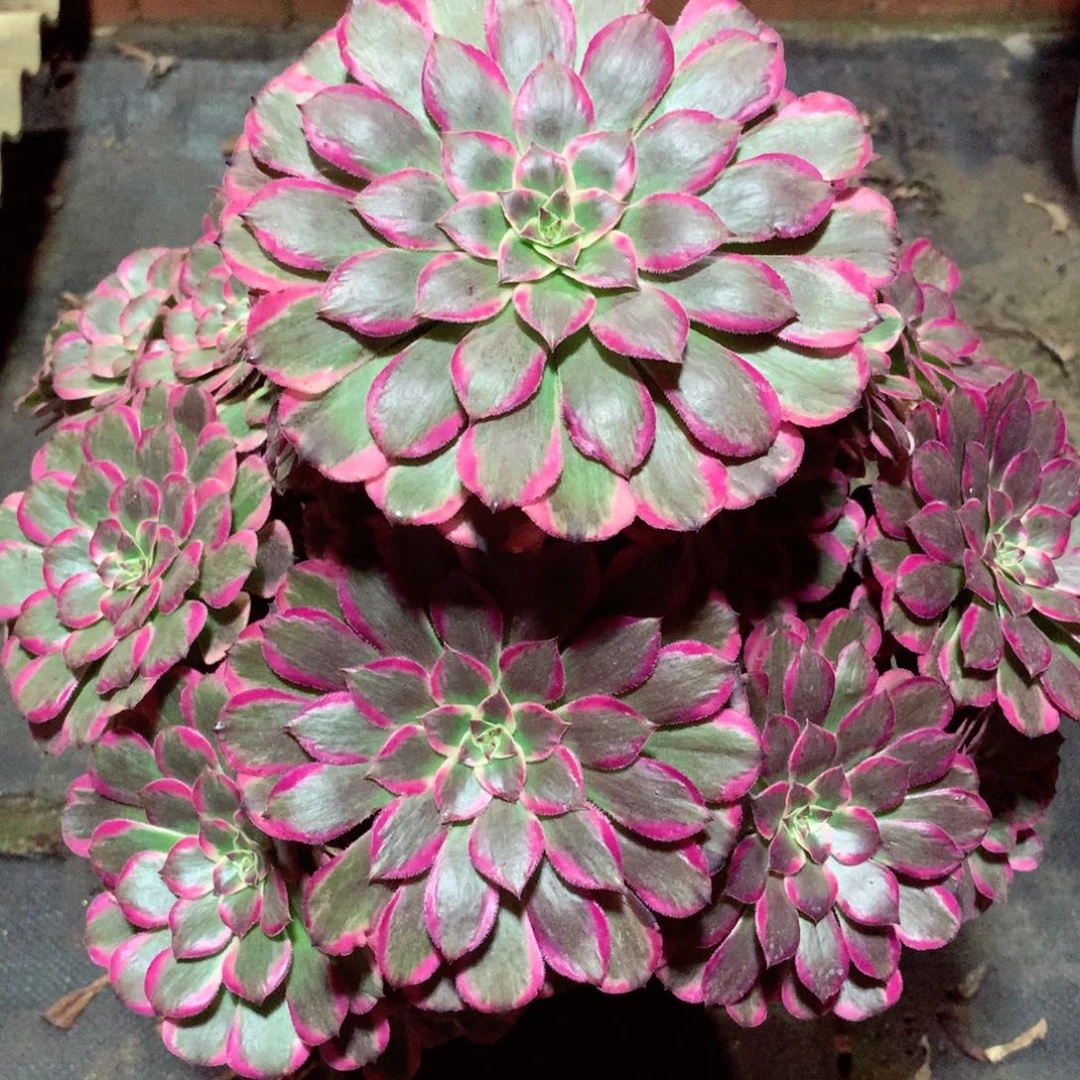 霁月捧花，多肉植物