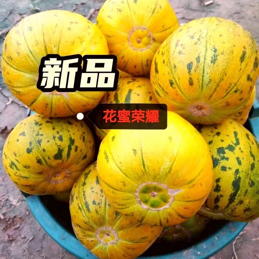 【花蜜荣耀】八里香甜瓜种子，高糖、耐裂、抗病、一袋500粒2袋包邮
