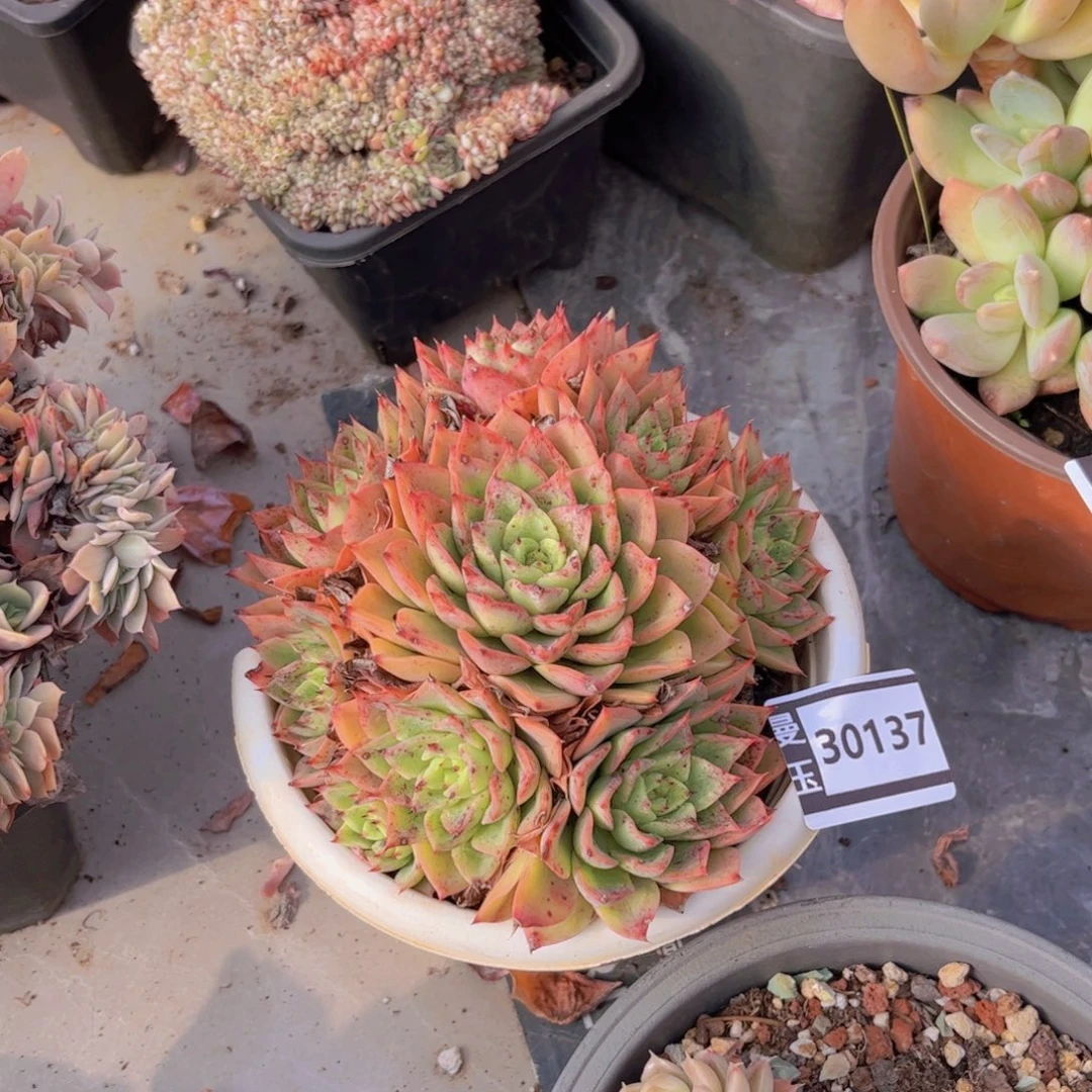 贝拉多娜多肉植物30137