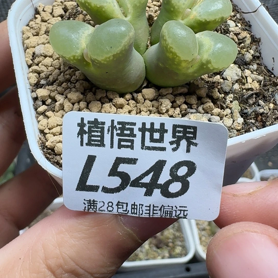 多肉植物的人生fhh