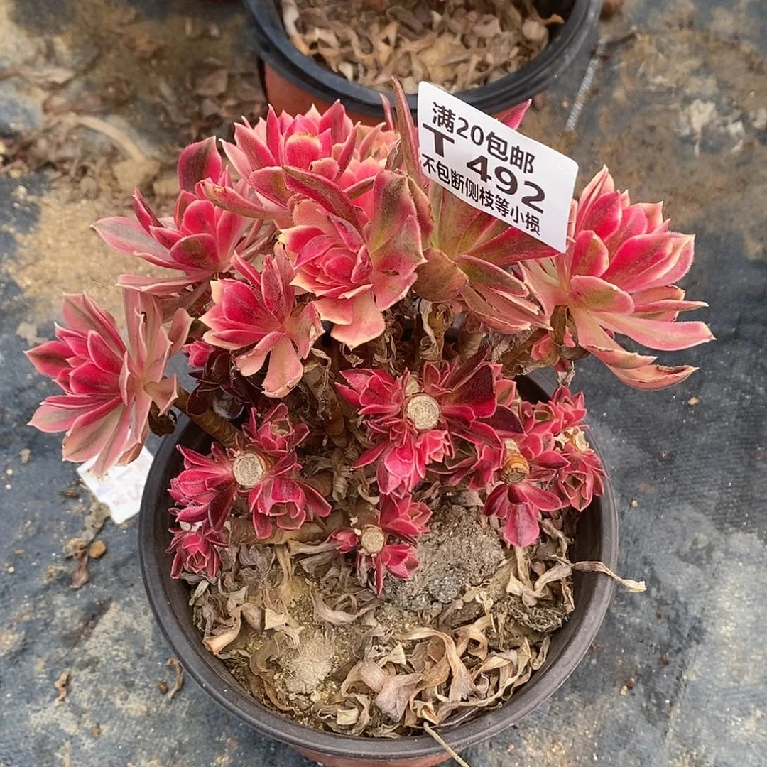 磊**492女神多肉有砍多肉