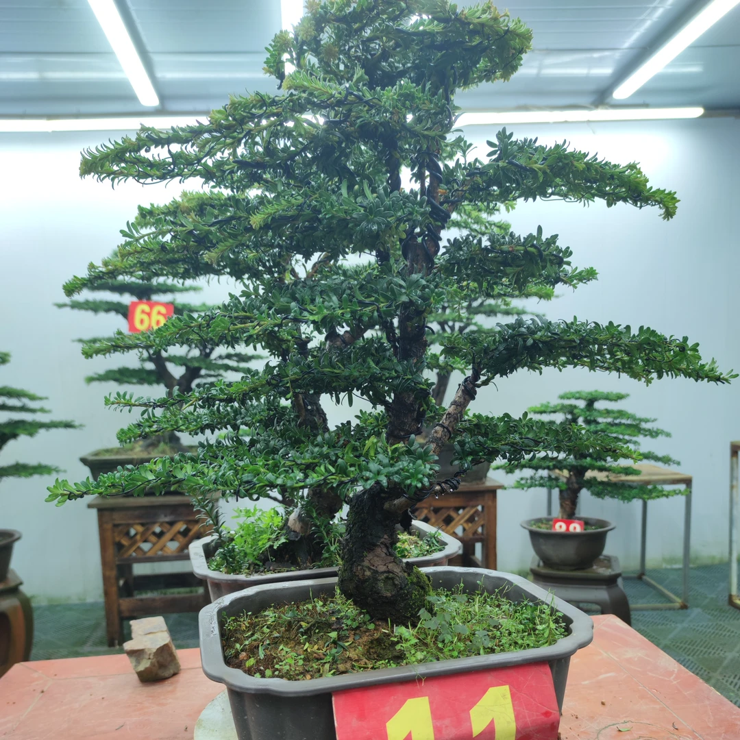 罗汉松盆景规格齐全造型美观一物一拍