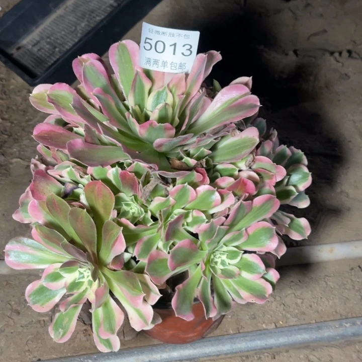 5013白凤的人多肉的