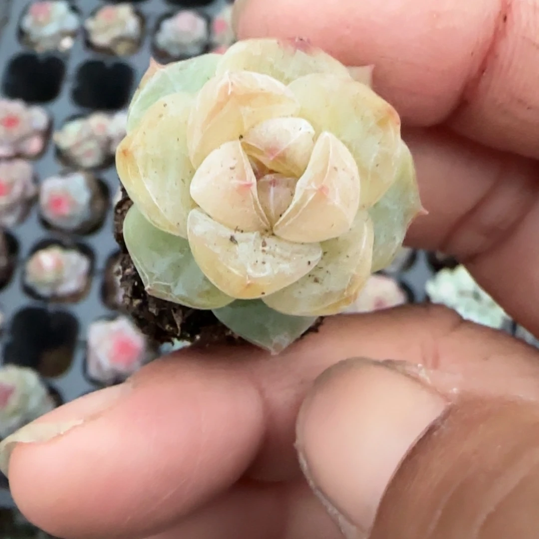 多肉小卡拉米糖心一物一拍