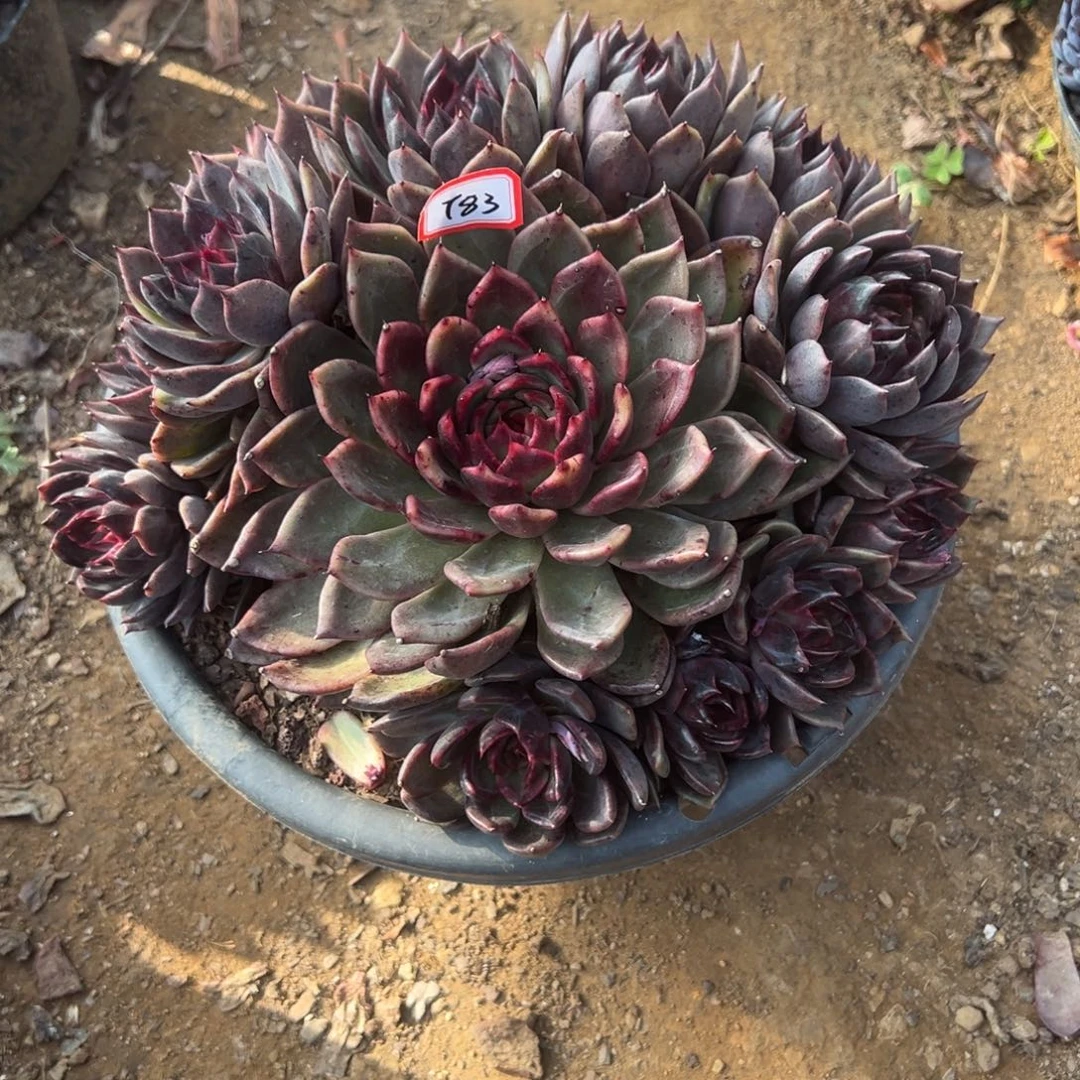 冰***雪精品多肉植物老桩