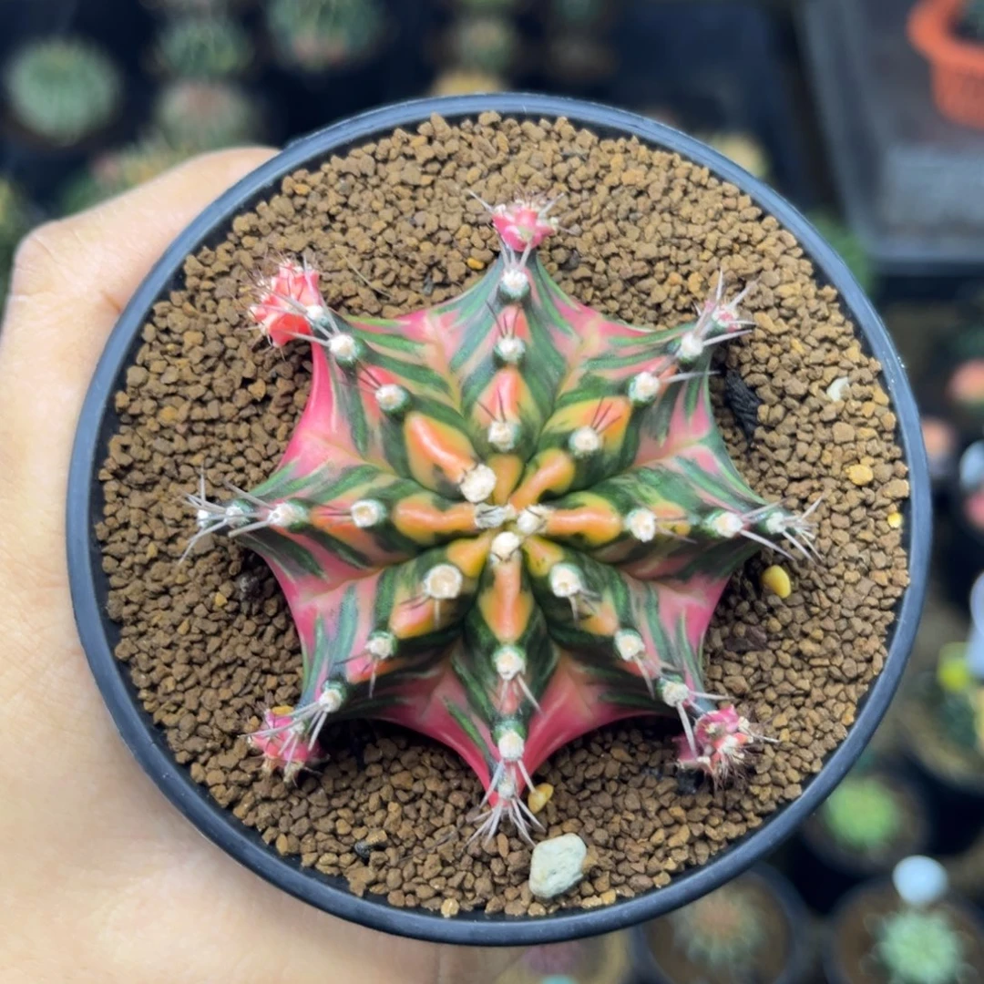 泰系米哈锦 实生 带盆土6