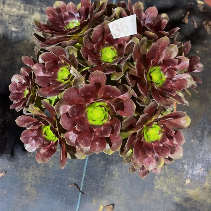 000000000361红玫瑰