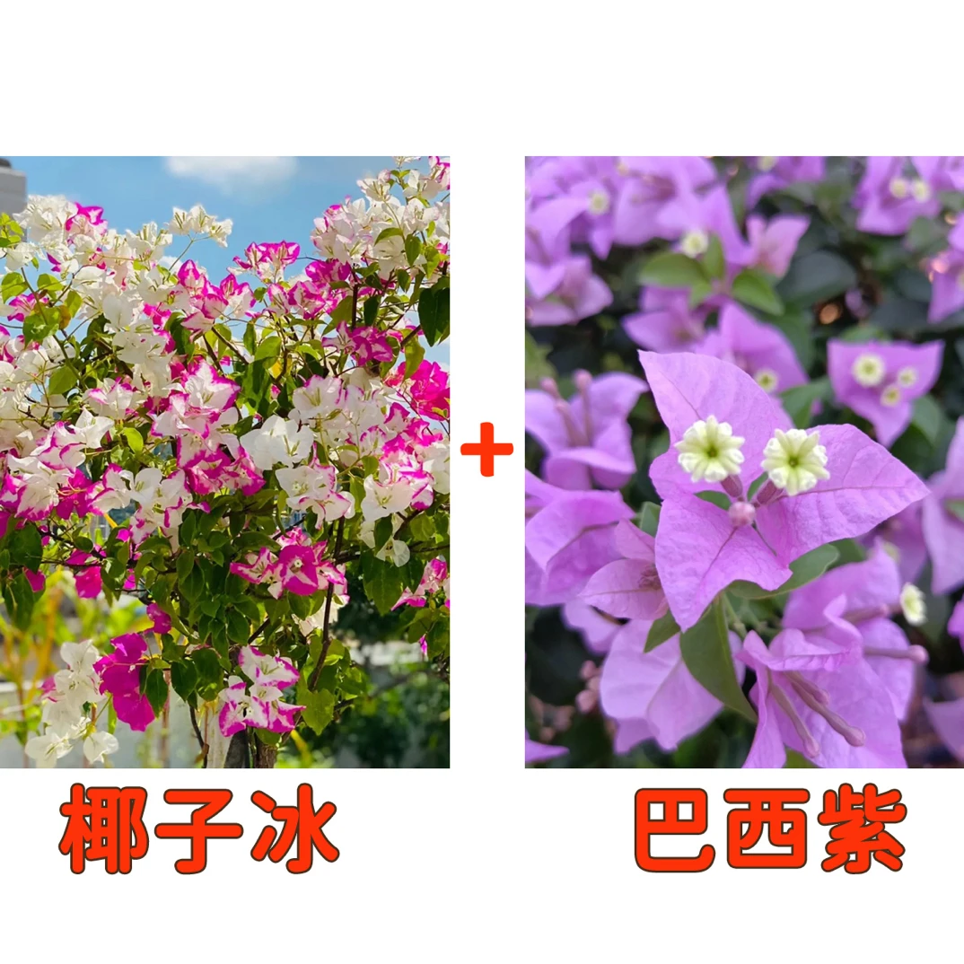 【椰子冰➕巴西紫】到手2颗四季勤花三角梅基地直邮