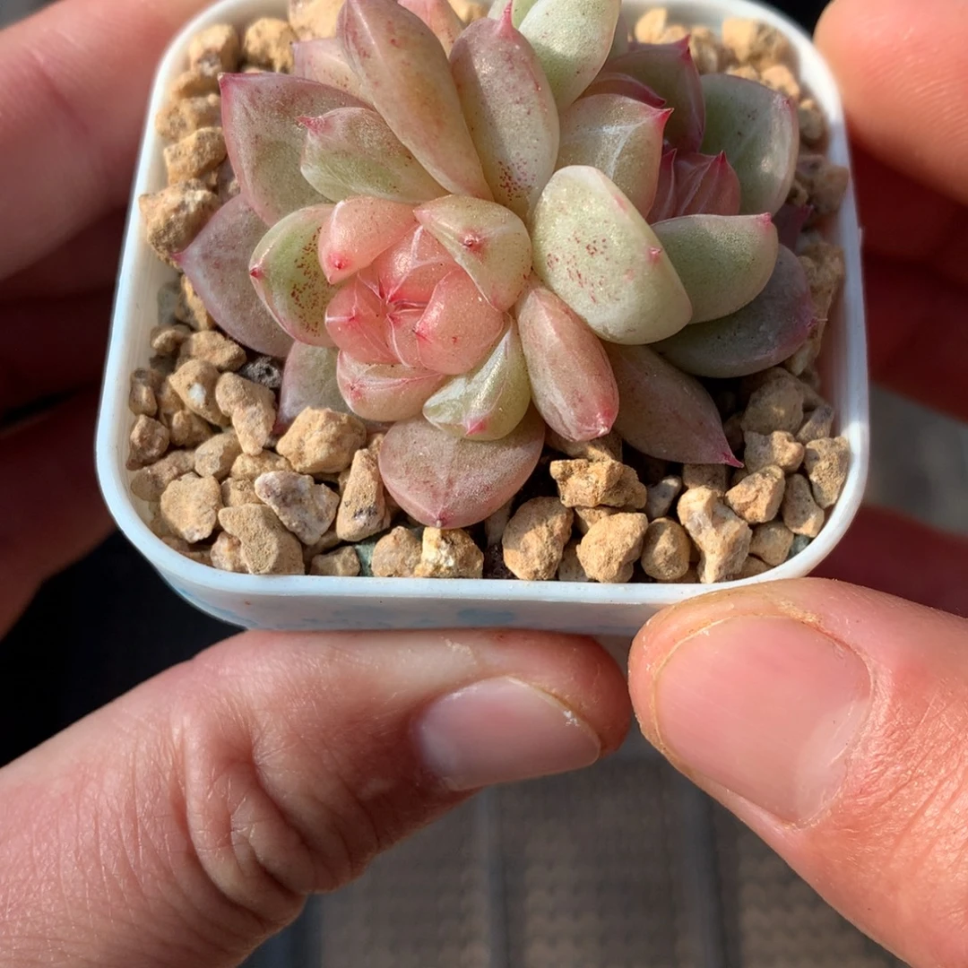 双头粉心。        多肉珍妮。3号