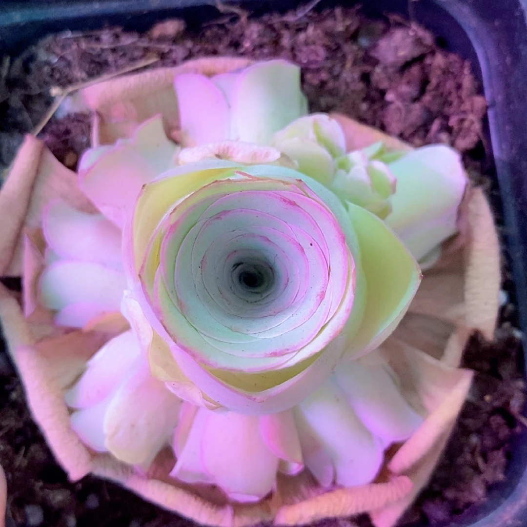 新粉练手fl一物一拍0011