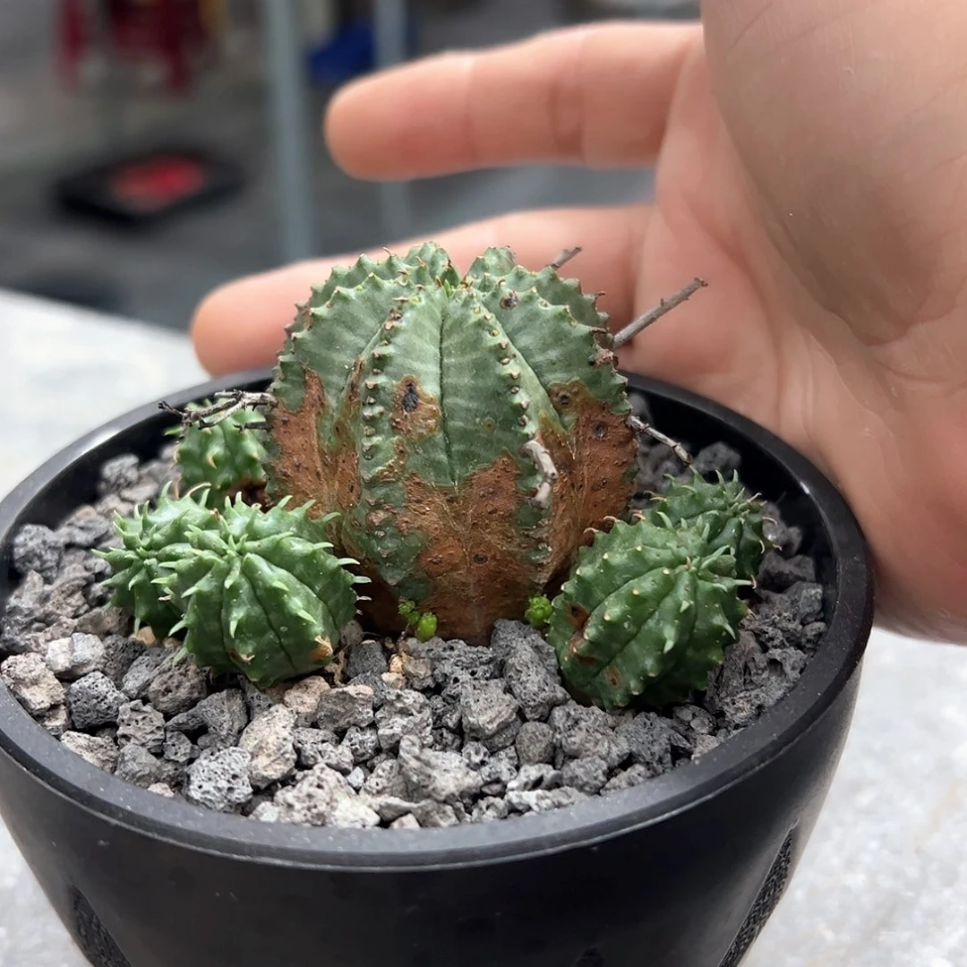 多头法立达66688888888