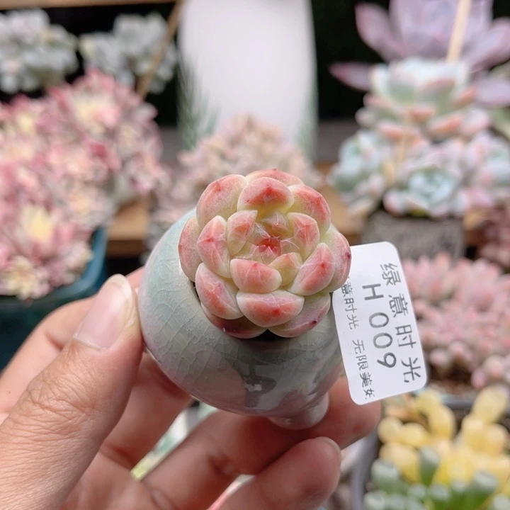 009 糖心冰魄  带陶瓷盆发货 满28包邮