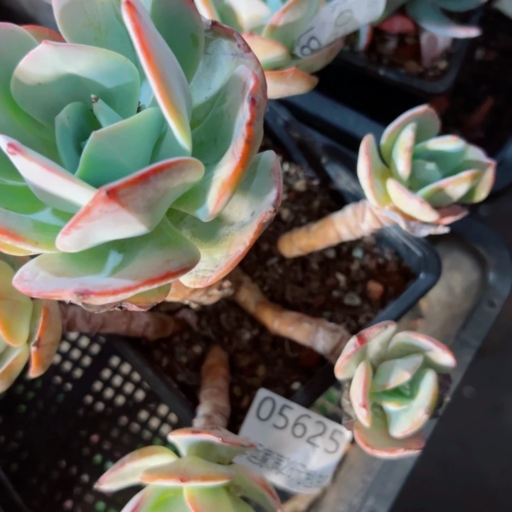 幸运的是我还没遇到过