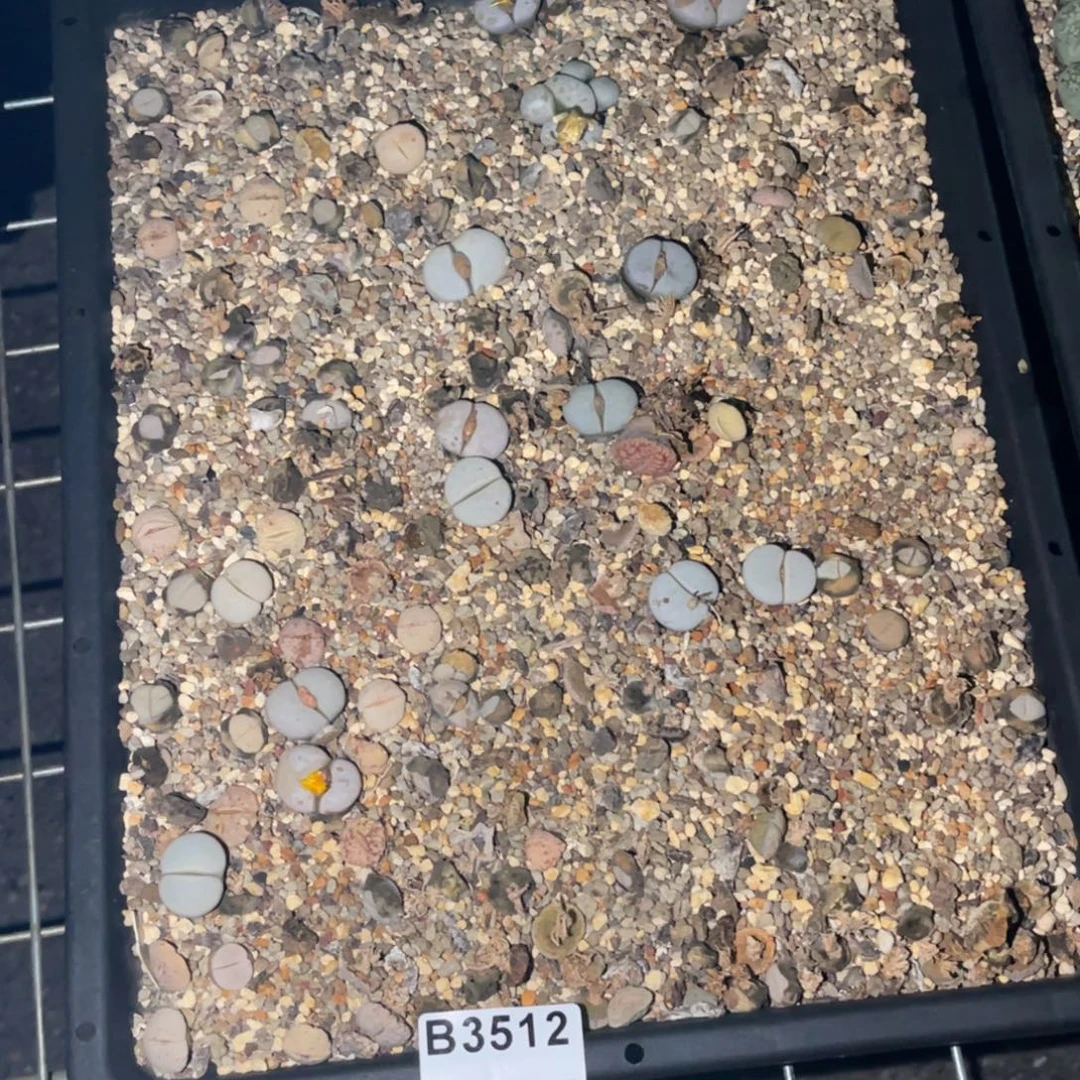 马***甲3512福利筐1不售后