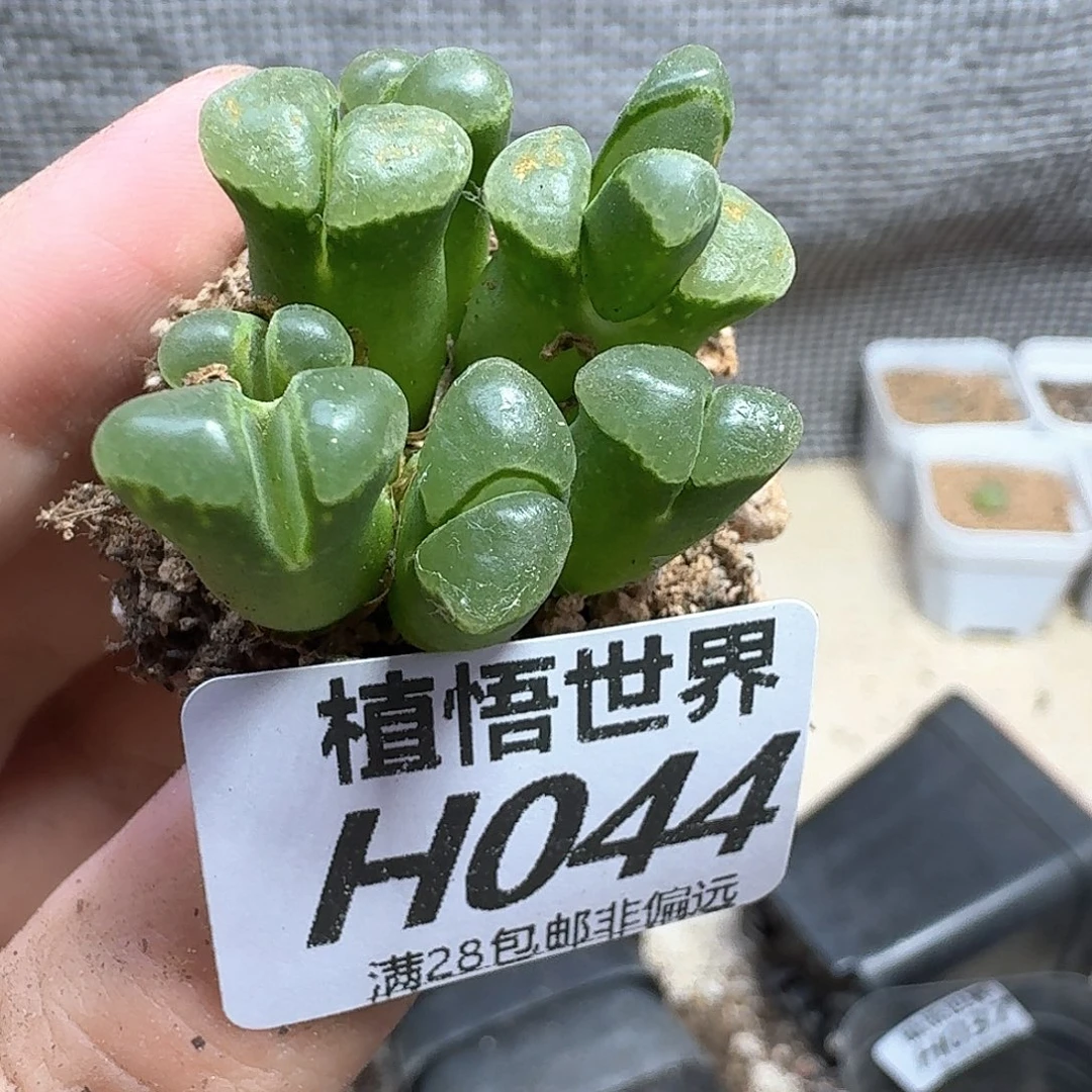 多肉植物的润泽地方