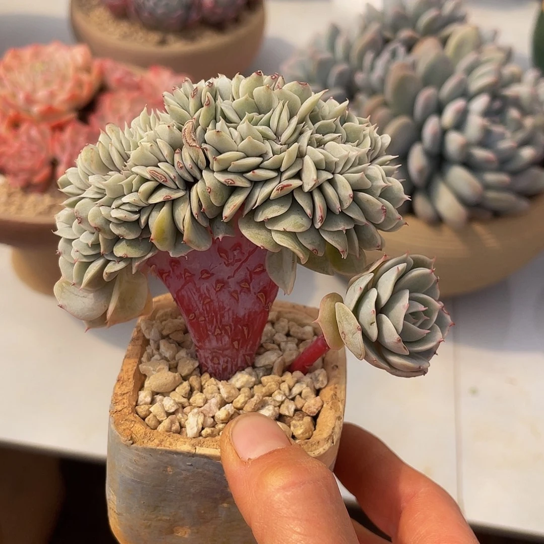 雪域巴黎缀小号多肉多肉多肉