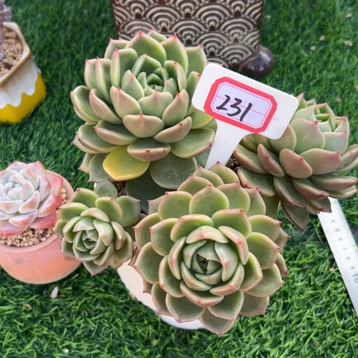 煤***球A231白玫瑰一物一拍18.8