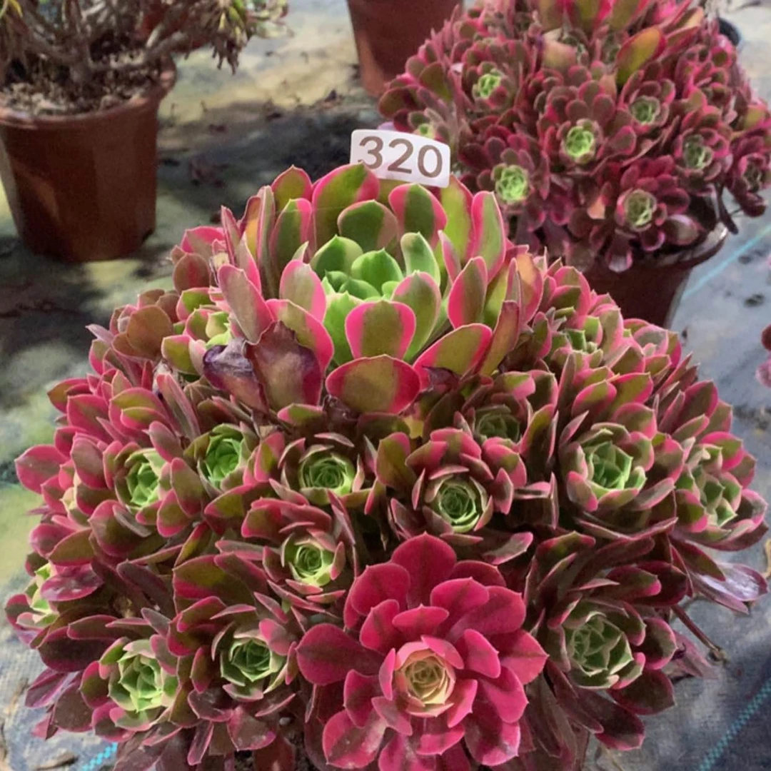 【闪购商品】320粉女郎