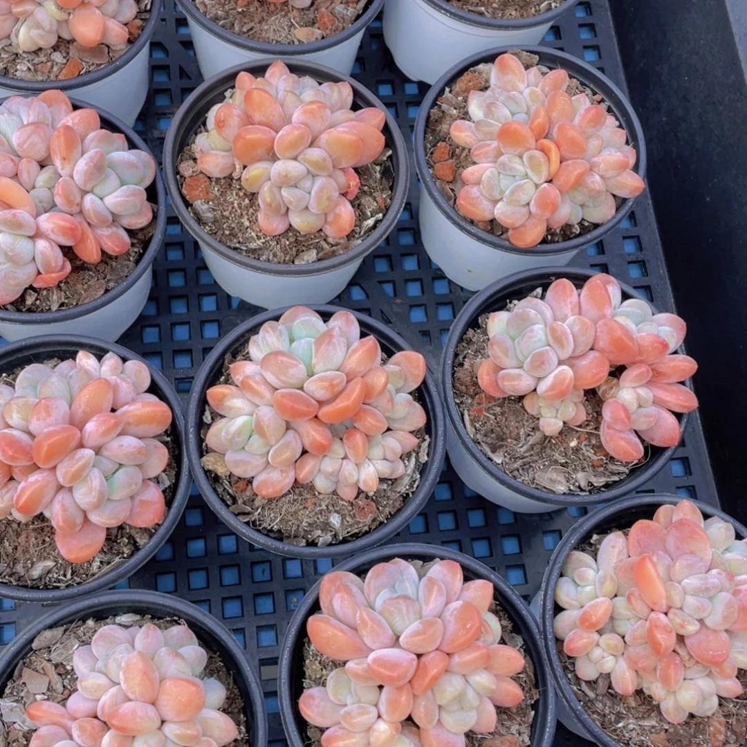 量拍19号丽芙美人群生老桩一个