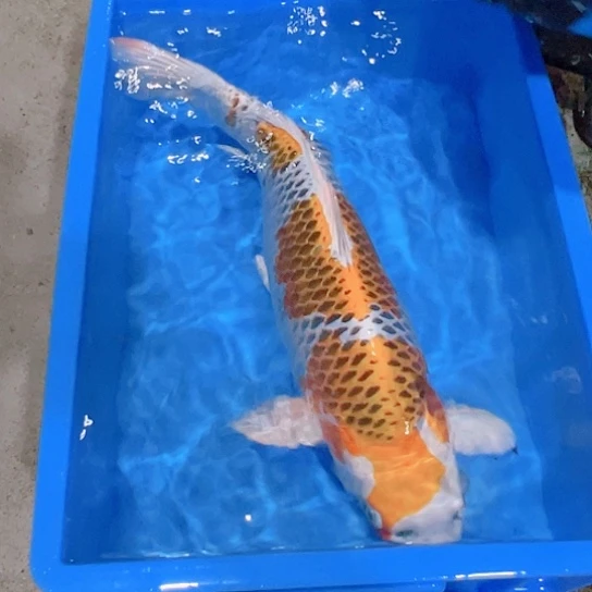 海水赤木芒果孔雀