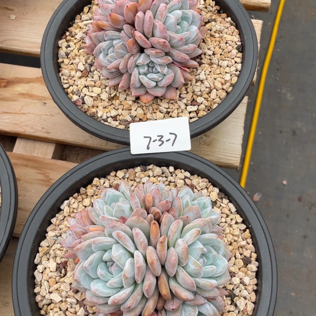 7-3-7静好多肉222222222222