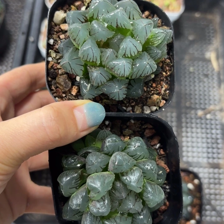 两颗水晶玉露多肉植物