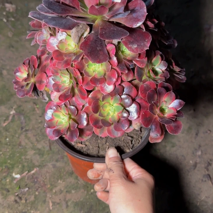 30812美杜莎多肉植物