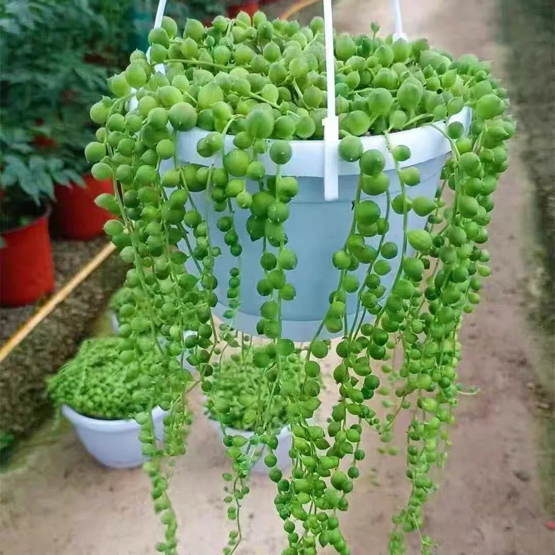 佛珠嫩绿饱满带盆带土紫玄月情人泪多肉植物室内阳台精致吊兰